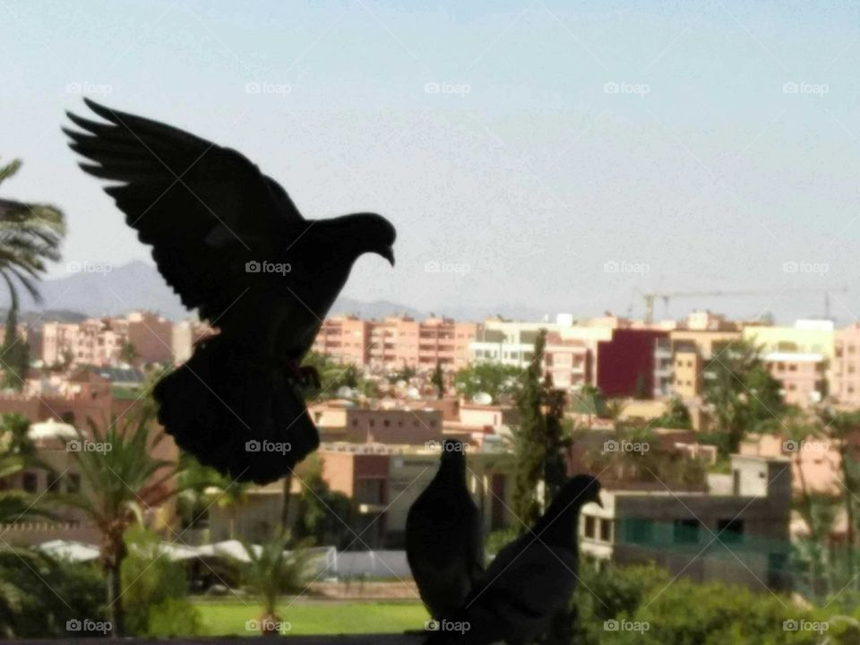 Wildlife in urban city at marrakech city in Morocco.