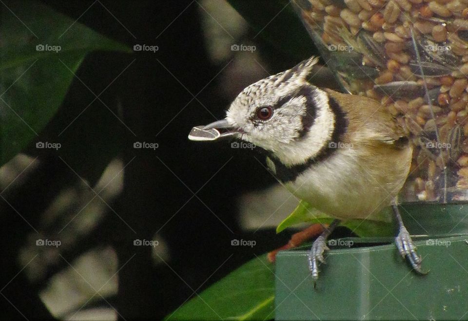 Crested tit