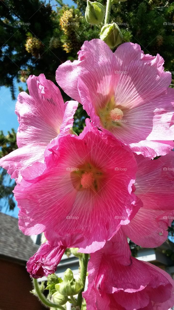 my Hollyhocks2014