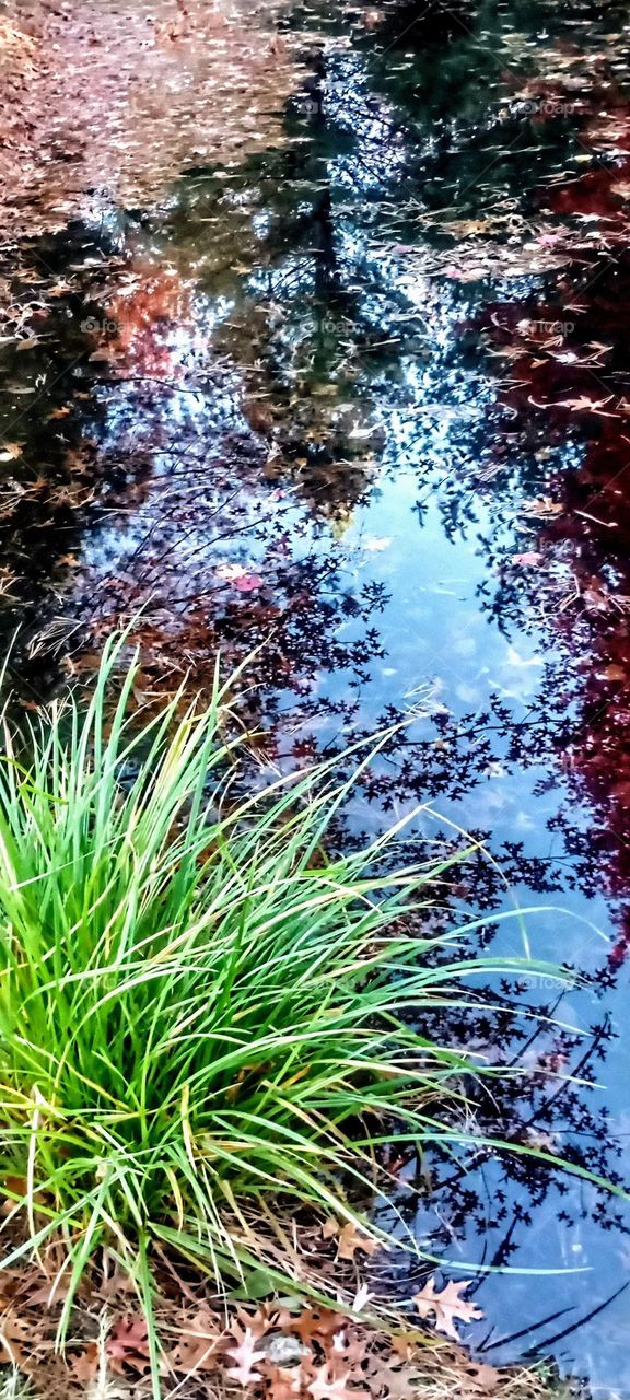 Reflective Autumn Pond