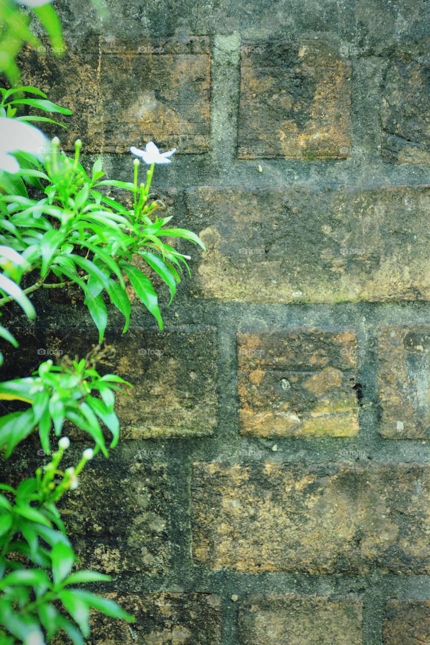 Green leaves with brick wall background