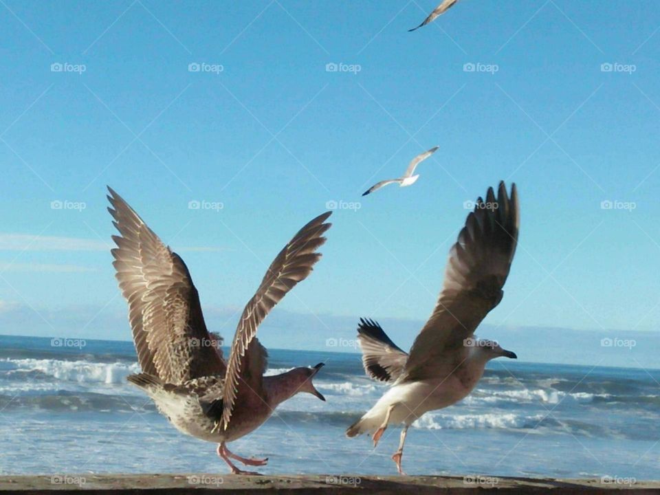 Two seagulls on wall