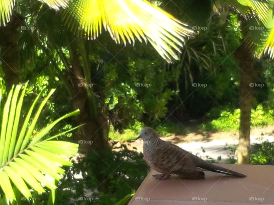 Seychelles - Bird in Praslin