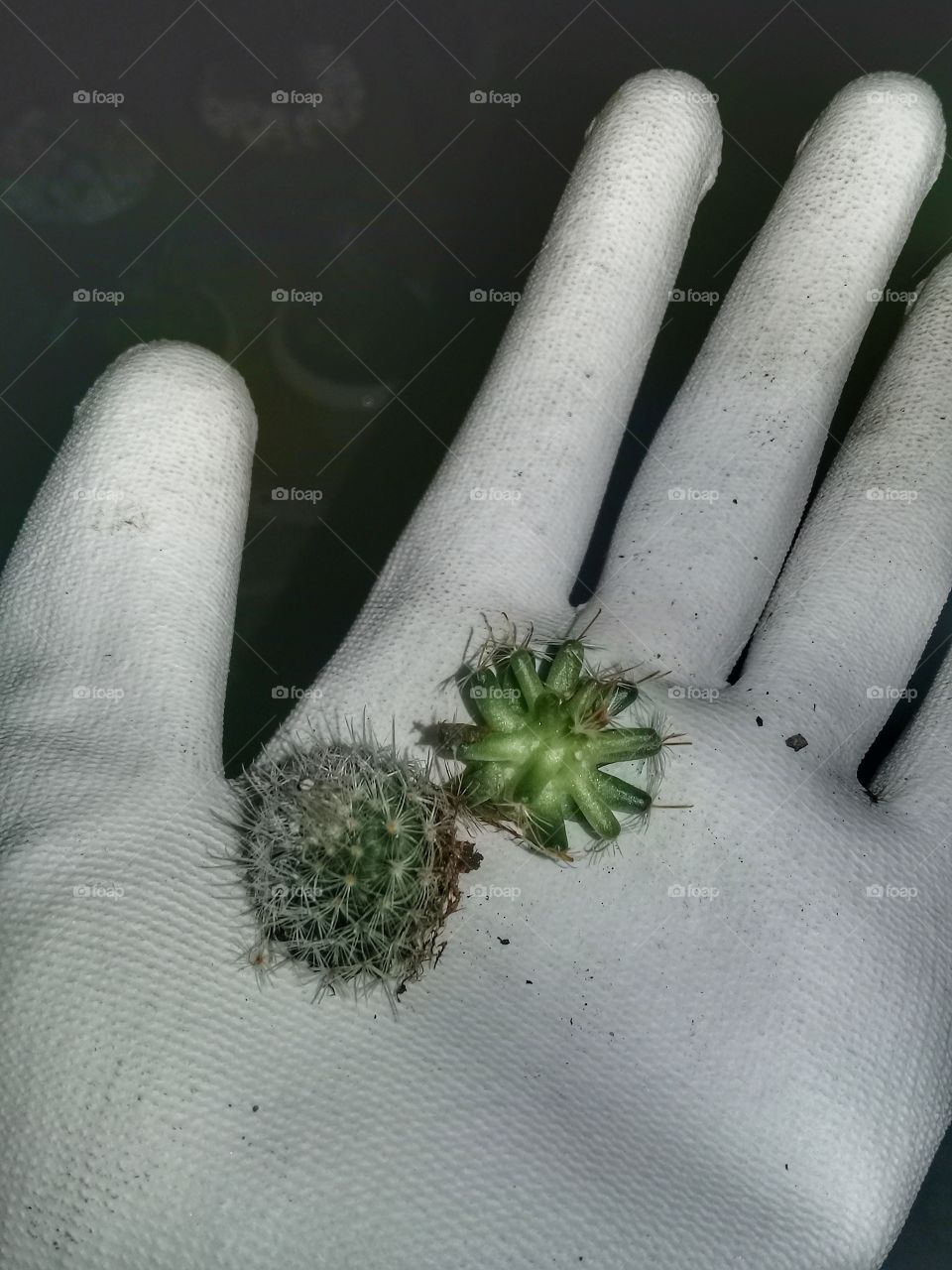Mini Cactus