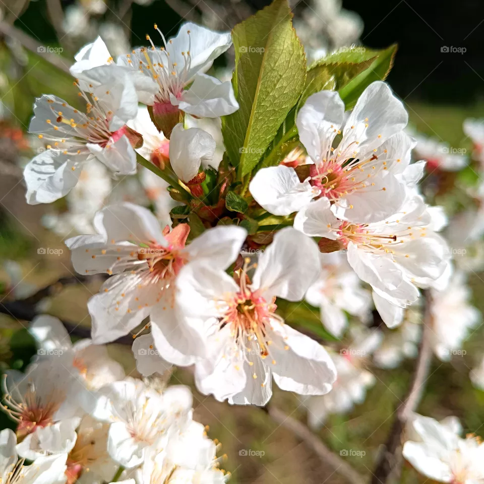 Cherry blossom