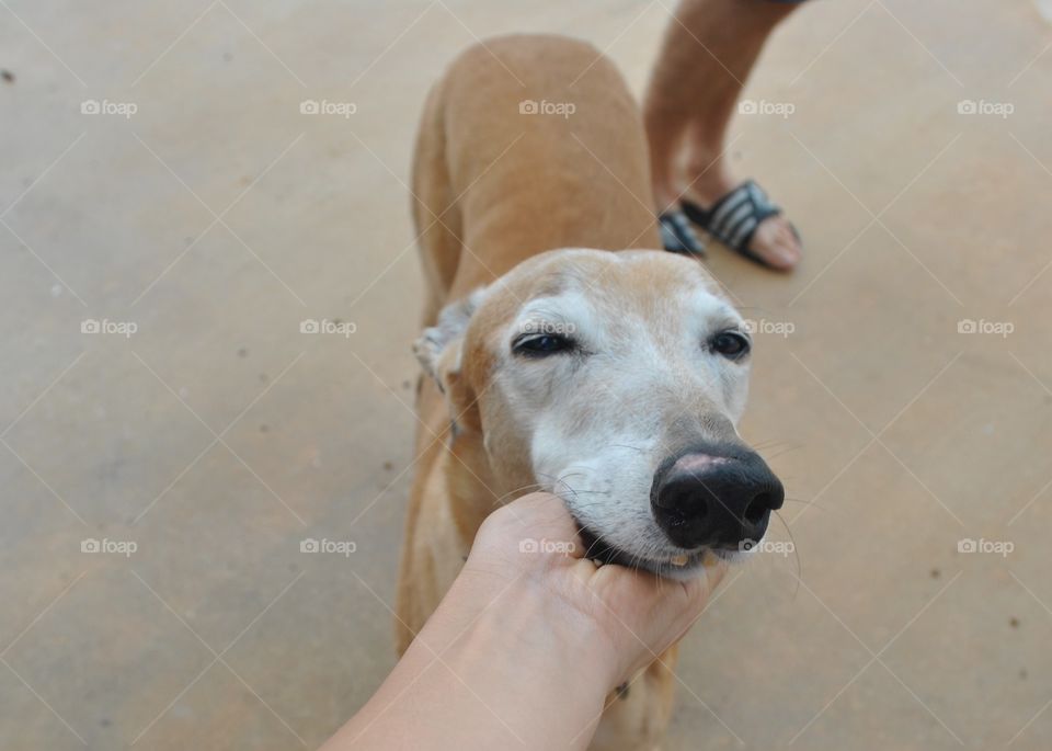 A greyhound smile