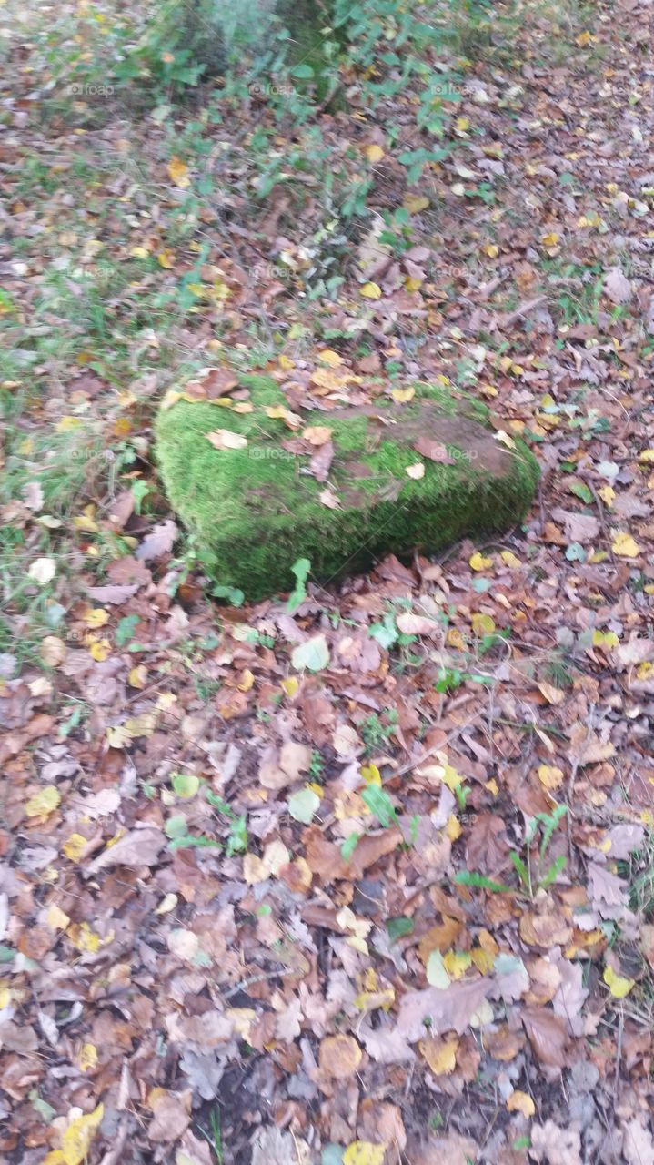 Leaf, Environment, Desktop, Flora, Nature