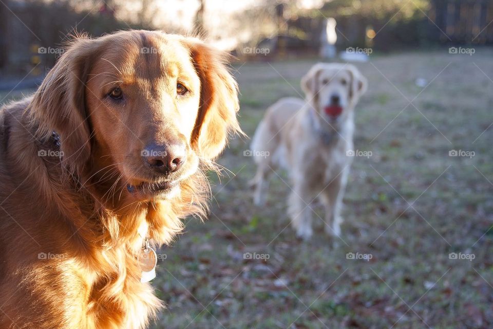 Golden retrievers