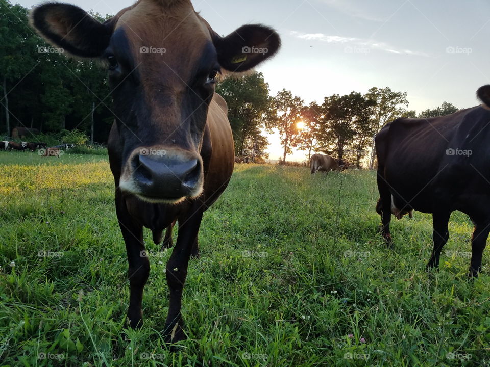 112 the cow with the kick felt around the world