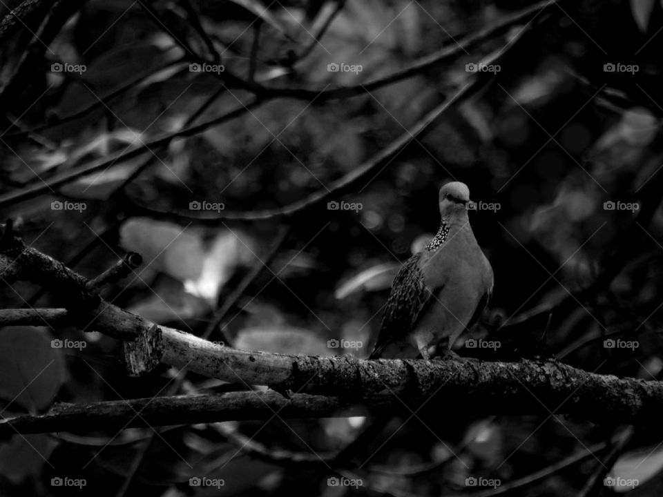 Dove bird perching on tree branch