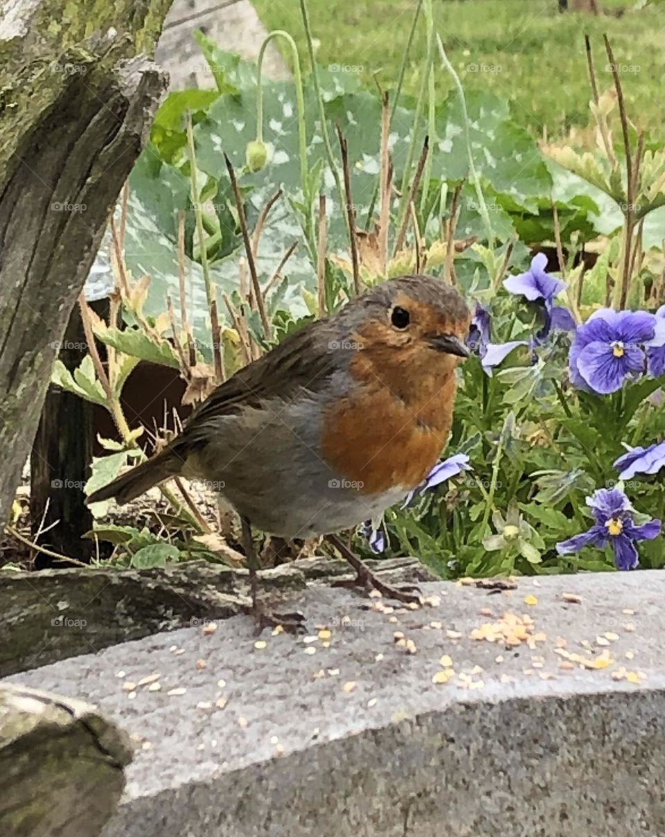 Robin