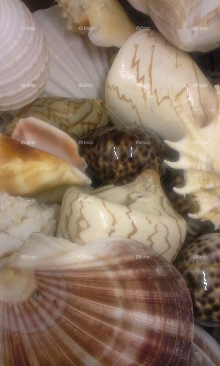 bunches of seashells
