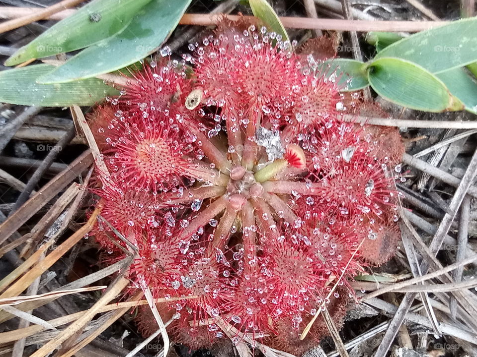 wild carnivorous plant called Sundew