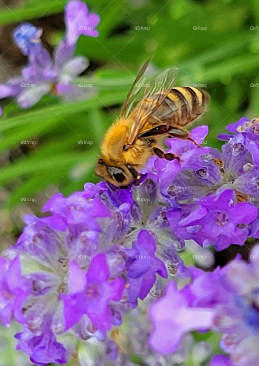 Bee on Lavender flower