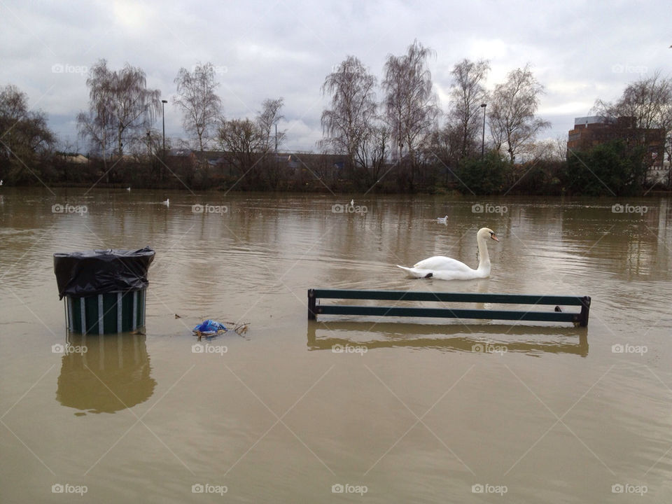 river nene peterborough swan bench floods by bobdavis