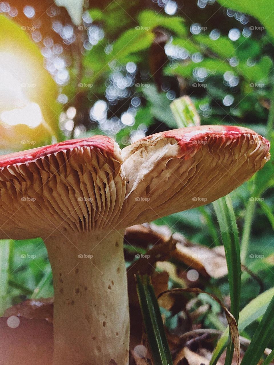Closeup to a mushroom deep into forest