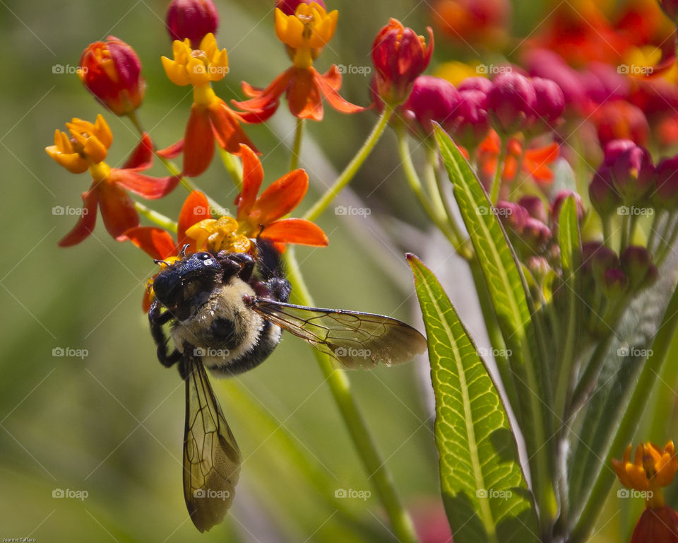 Bumblebee 