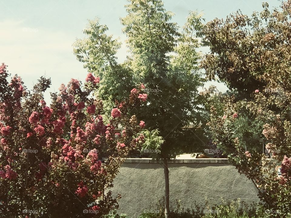 Beautiful green trees with bright pink flowers on a cool and crisp autumn day 