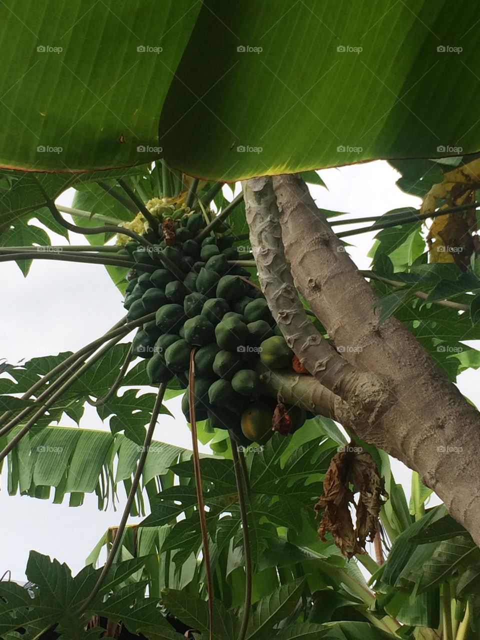 Papayas!