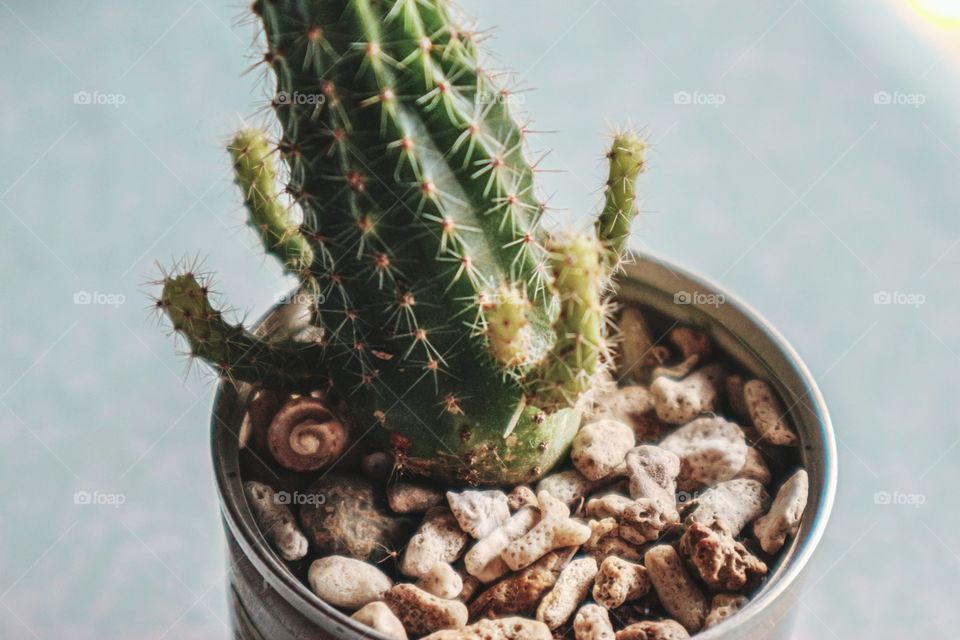 cacti on a can