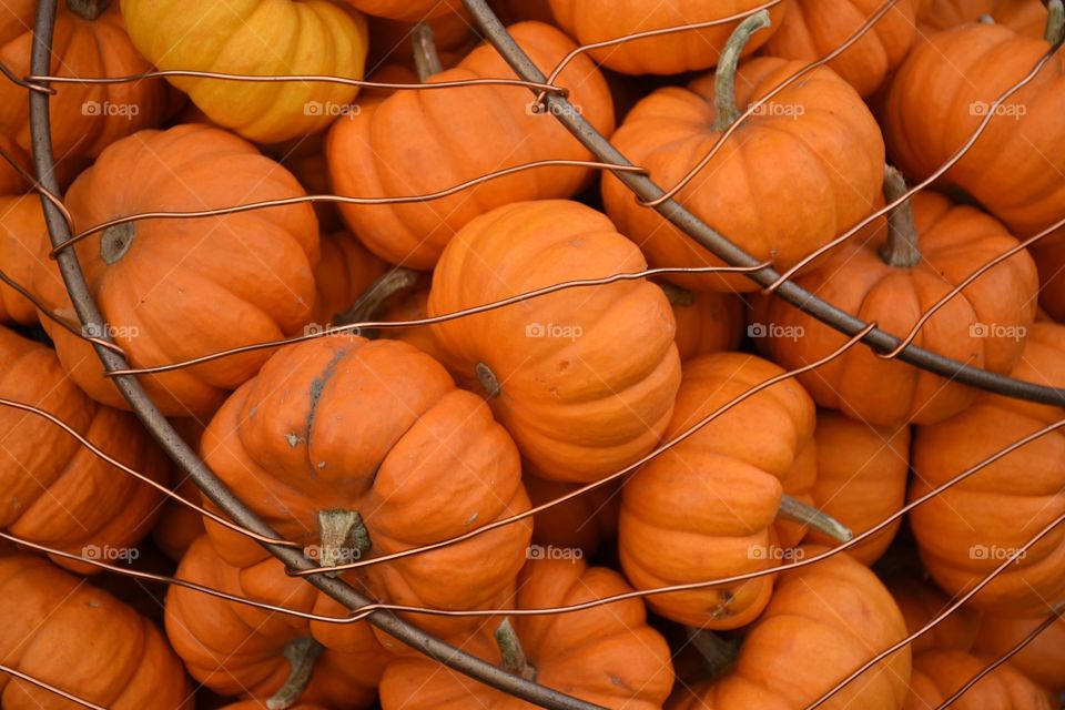 Pumpkins 