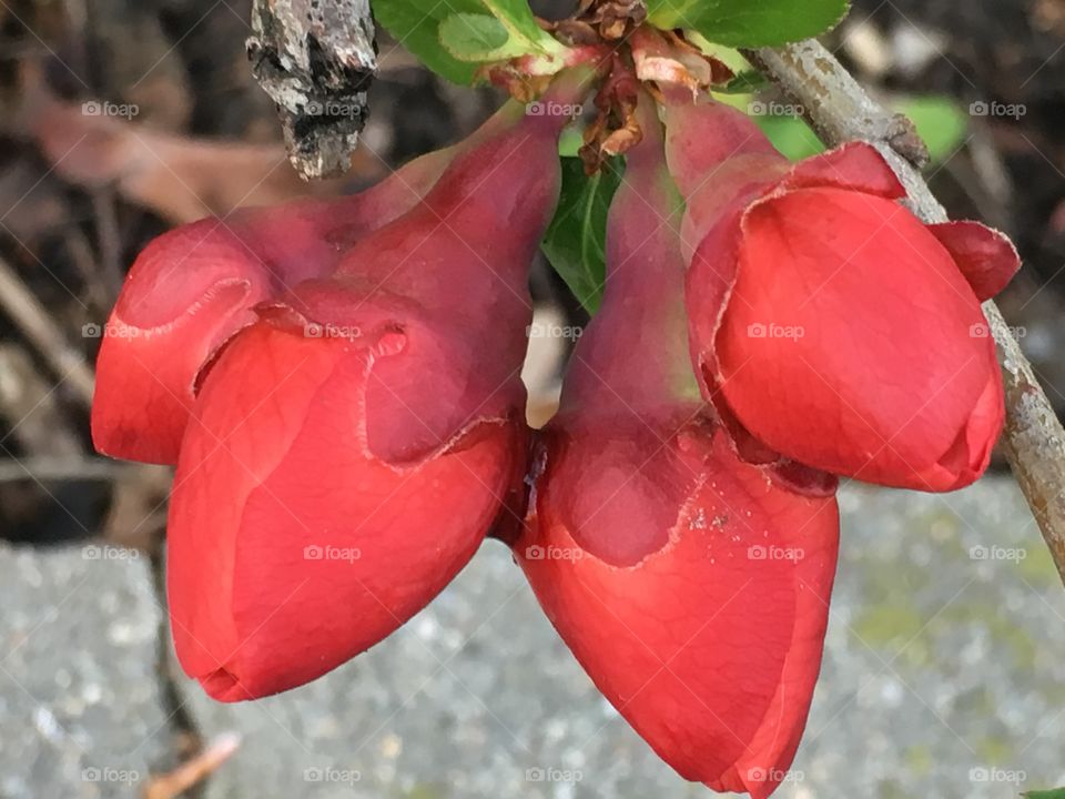 Red flowering