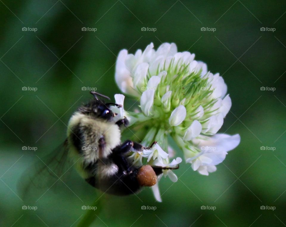 Collecting Summertime Pollun from a White Clover