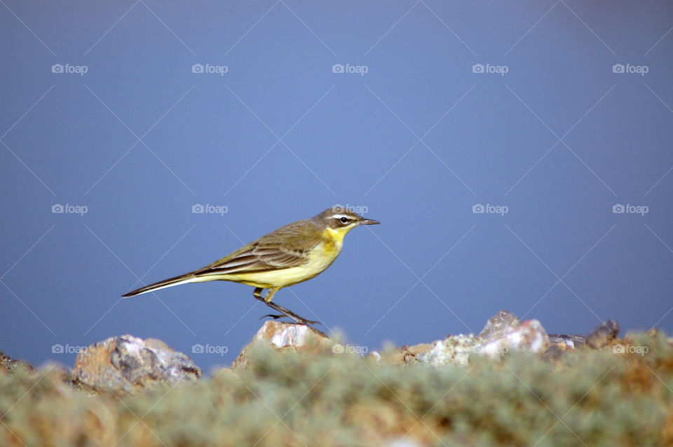 Yellow wagtail