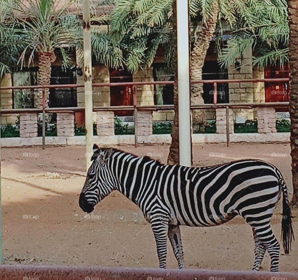 zebra