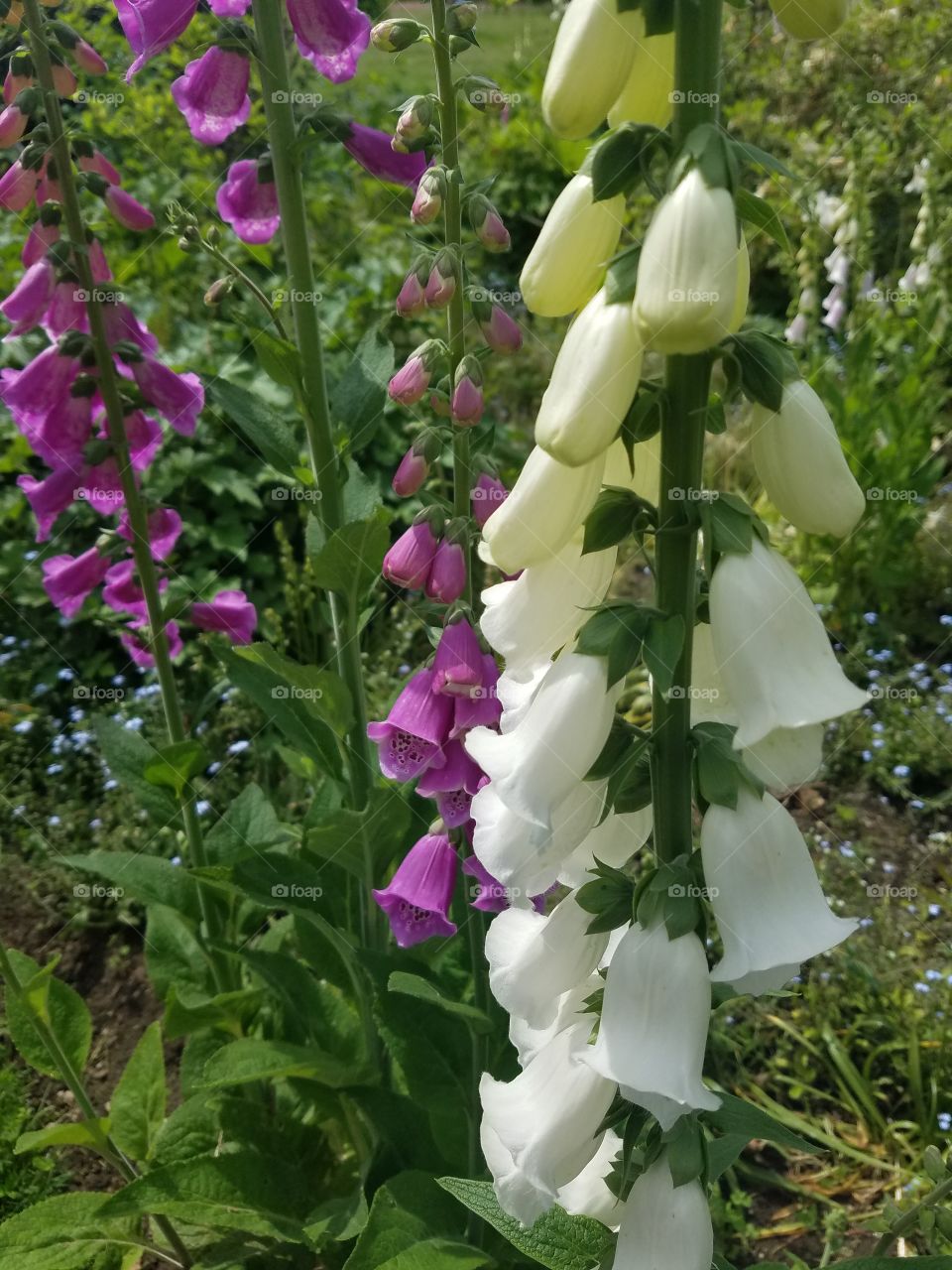 No Person, Flower, Nature, Leaf, Summer