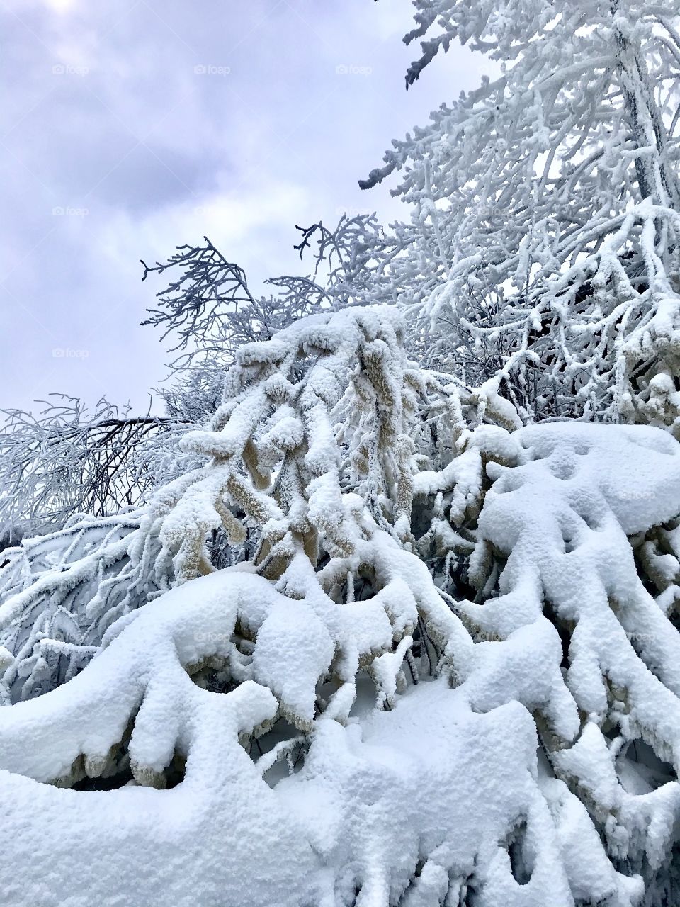 Tree branches covered with snow and frost