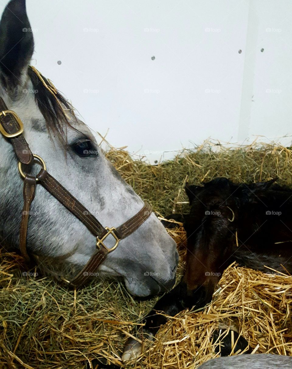 momma and newborn