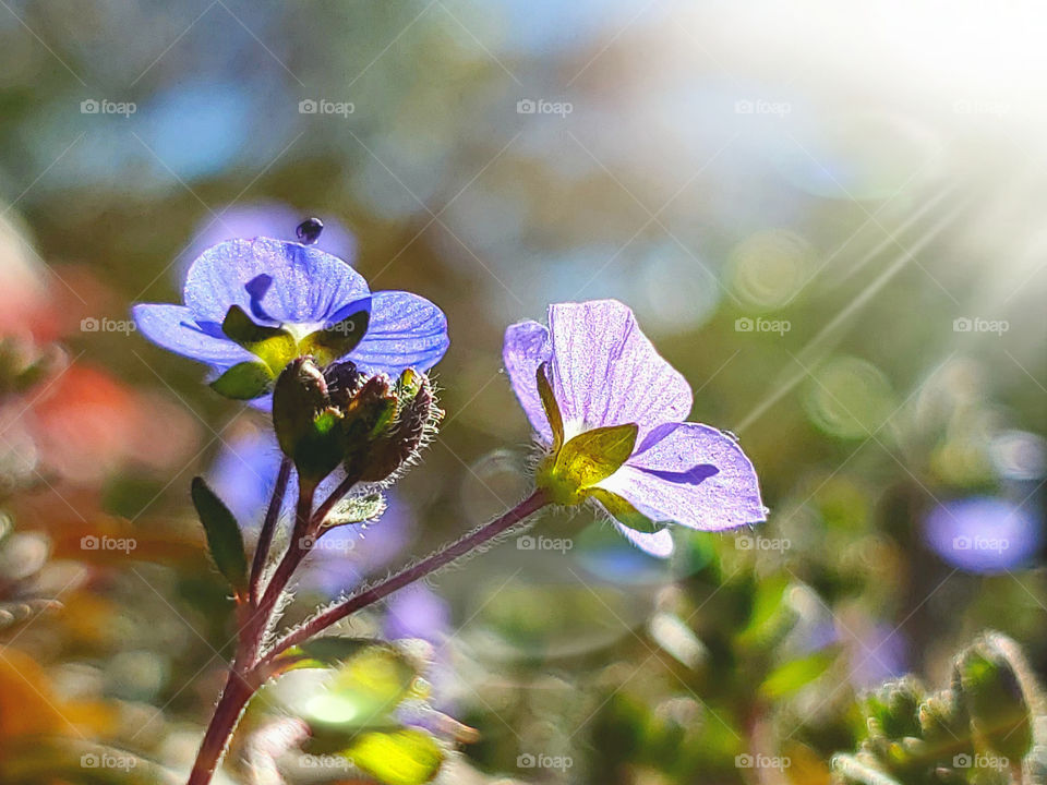 Speedwell blossoms illuminated by the sun as the Spring season begins.