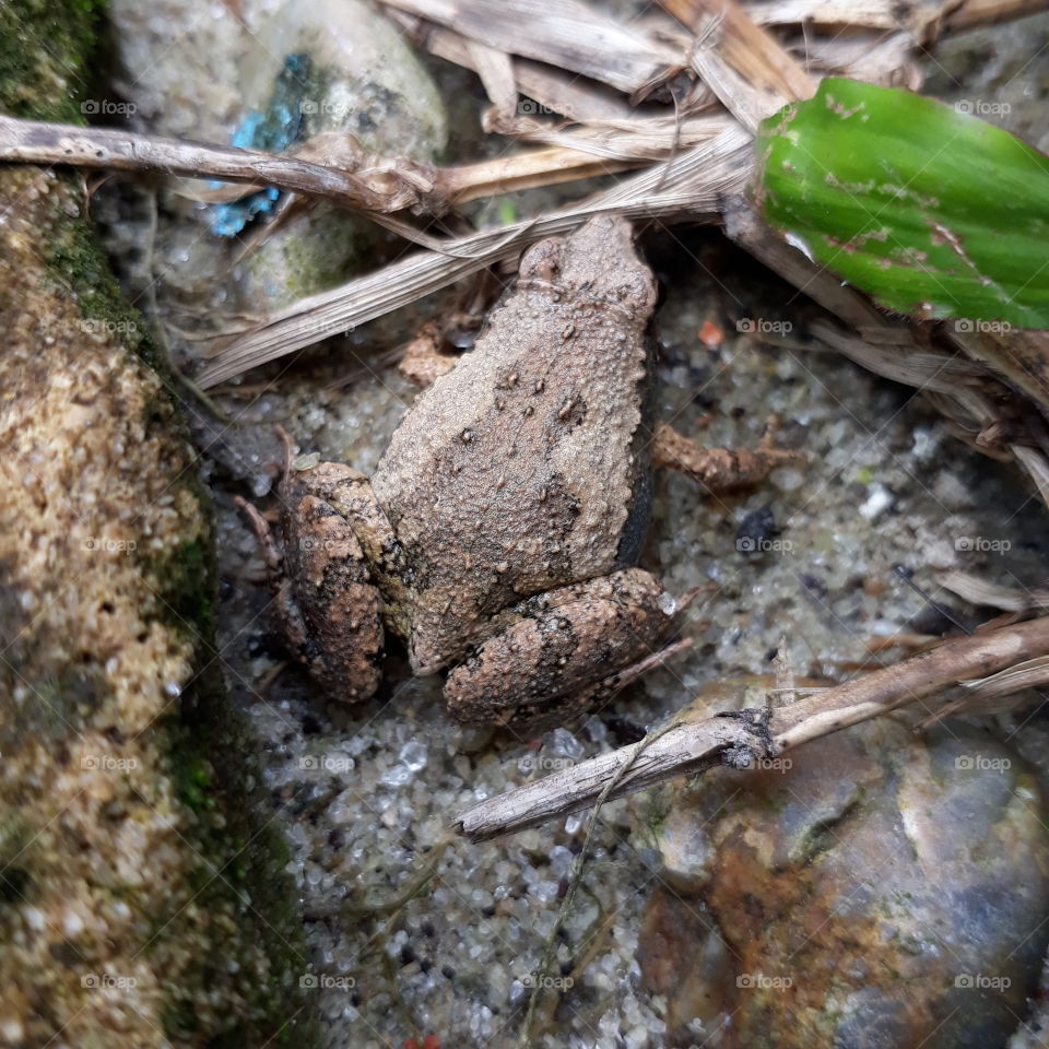 Mini Toad, its size is as big as a quail egg.