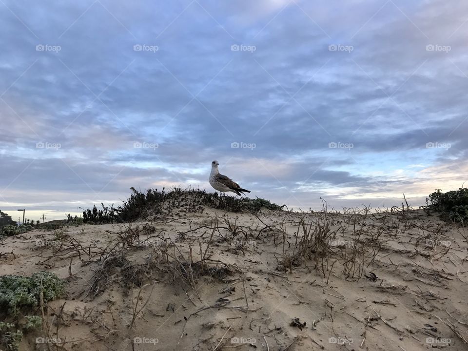 Pismo Beach, CA