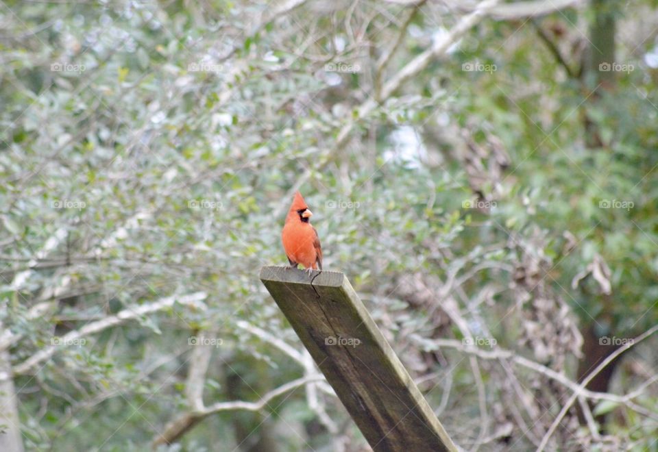Red male cardinal bird perched on top of a plank of wood 