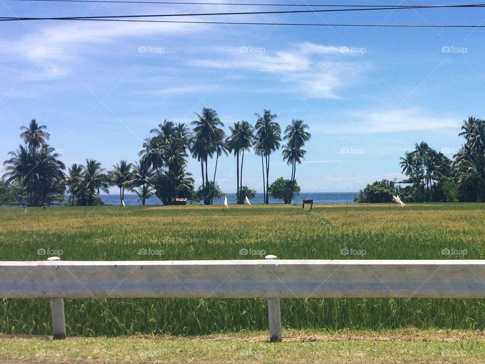 Tree, No Person, Landscape, Palm, Travel