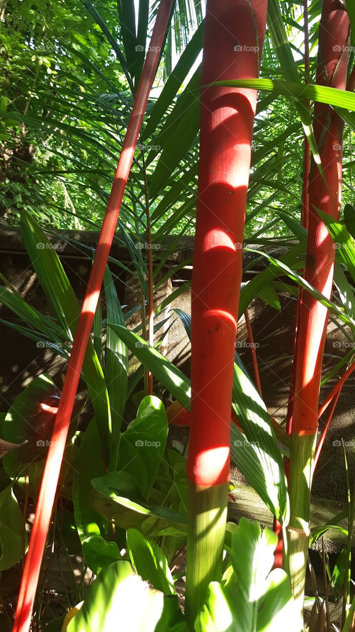 red farm tree in my garden..