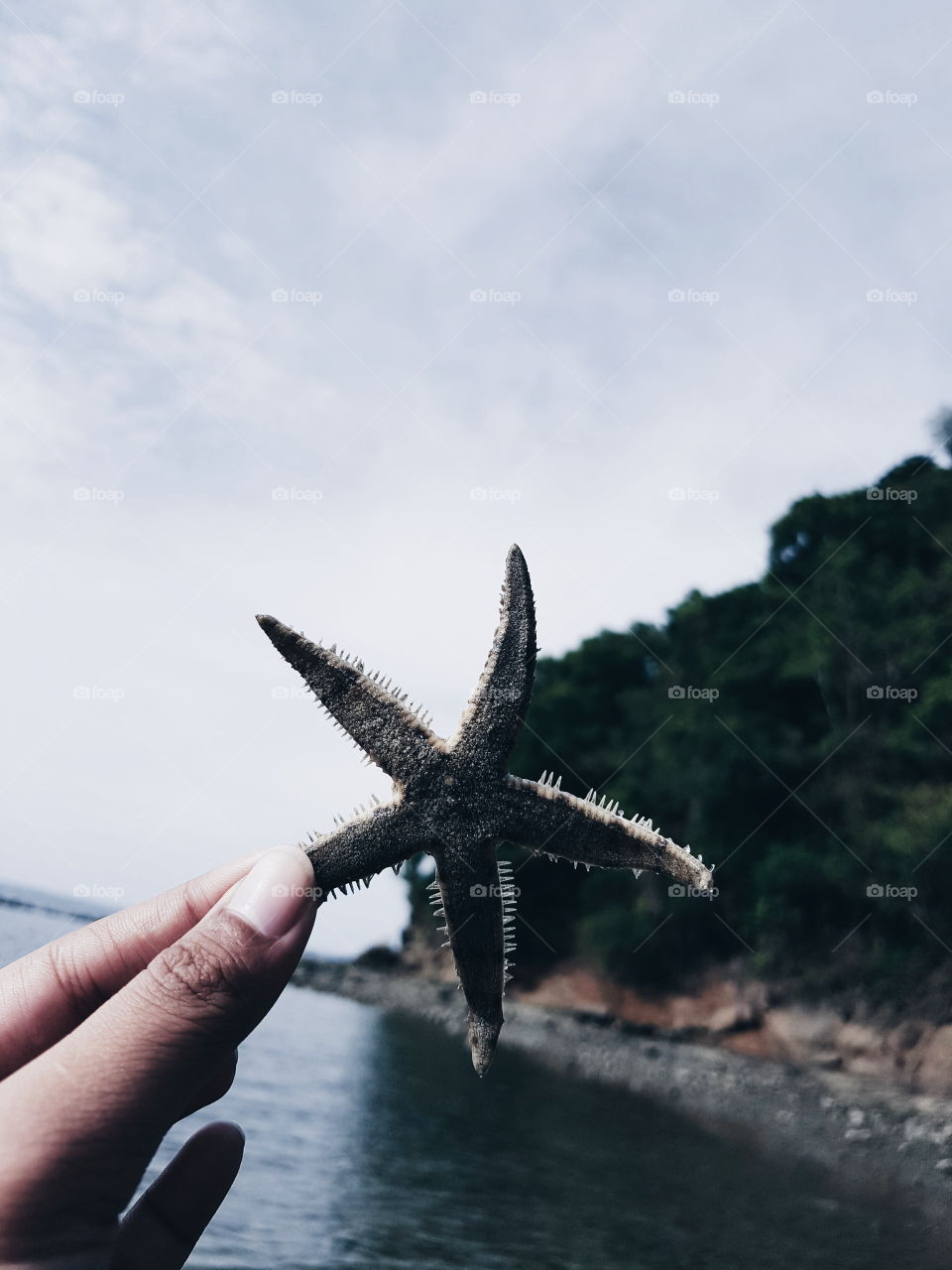 Sea creatures • Starfish