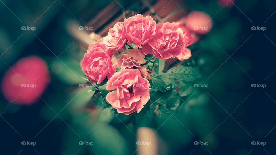 Vintage, buquê de rosas.