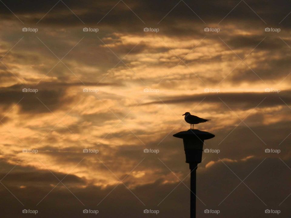 stormy skies with a bird on a light