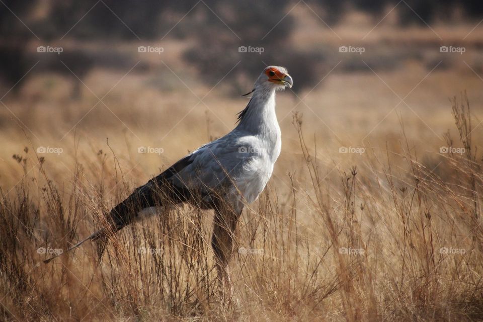 beautiful secretary bird in the afternoon.