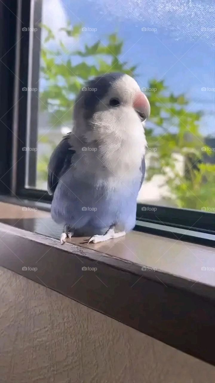 A very beautiful picture, and there is no better picture than it. There is no better picture of green herbs and colorful, red and white roses than it. Glory be to God, the natural and picturesque view, and there is no more wonderful picture than it.