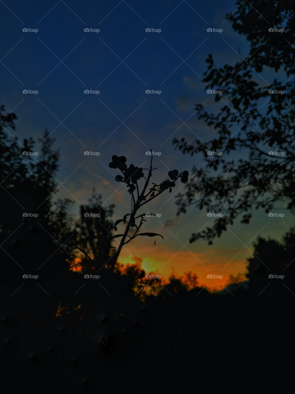 Portrait of a planet