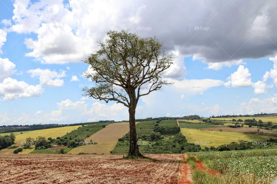 Lonely tree in the fields