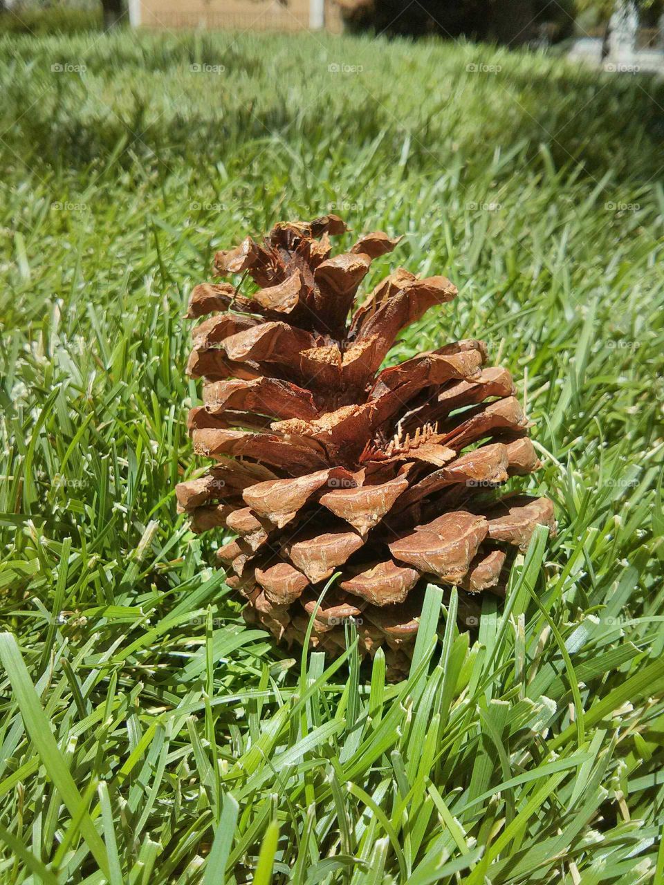 pine cone. it's a pine cone