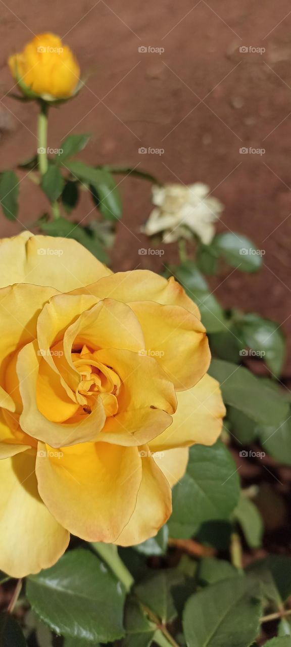 Rose yellow