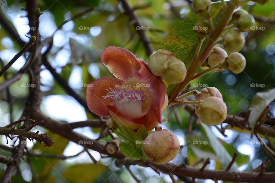 Couroupita , Lecythidaceae , locally known as Ingyin 