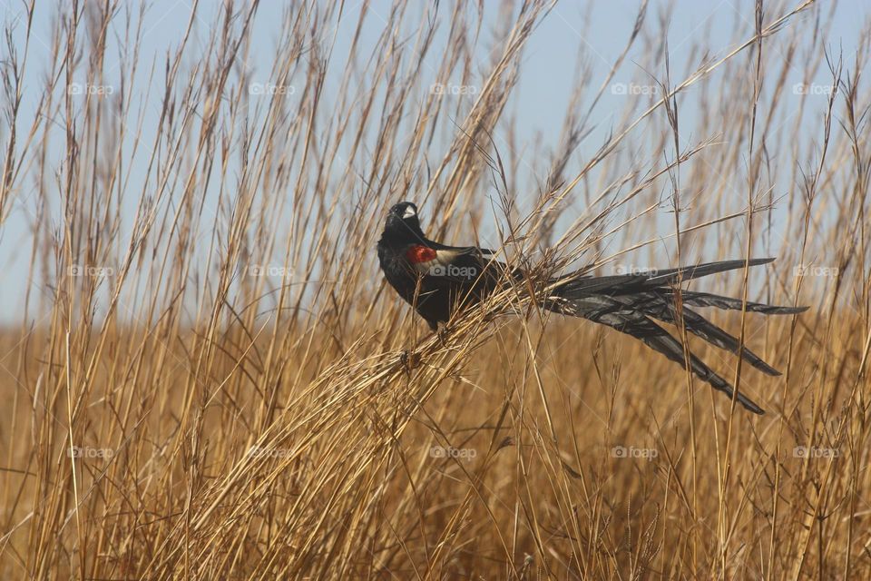 beautiful long tailed Widowbird on the plains.