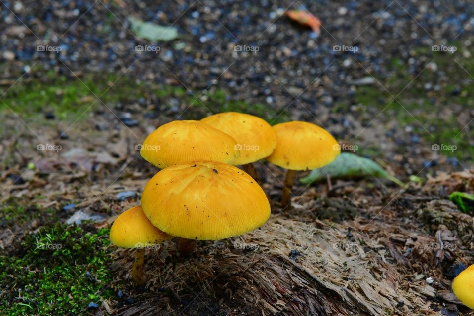 Yellow mushrooms